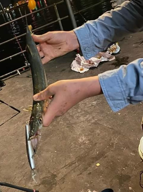 REEL TALK™: Guide to Catching Snook from Jetties in South Australia