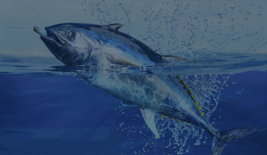 Your Guide to Catching Southern Blue Fin Tuna