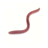 Kingdom Soft Bait Worms 3.8"