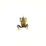 Live Target Frog Lure 58 mm