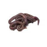 Night Crawler Worms