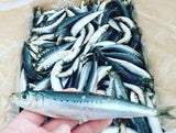 IQF Pilchards Small Pack