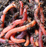 Tiger Worms