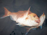 CATCH BOSS SQUID 100g - REEL 'N' DEAL TACKLE