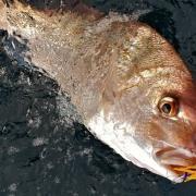 CATCH 100G BETABUG - REEL 'N' DEAL TACKLE