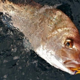 CATCH 20G BABY BETABUG - REEL 'N' DEAL TACKLE