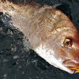 CATCH 20G BABY BETABUG - REEL 'N' DEAL TACKLE