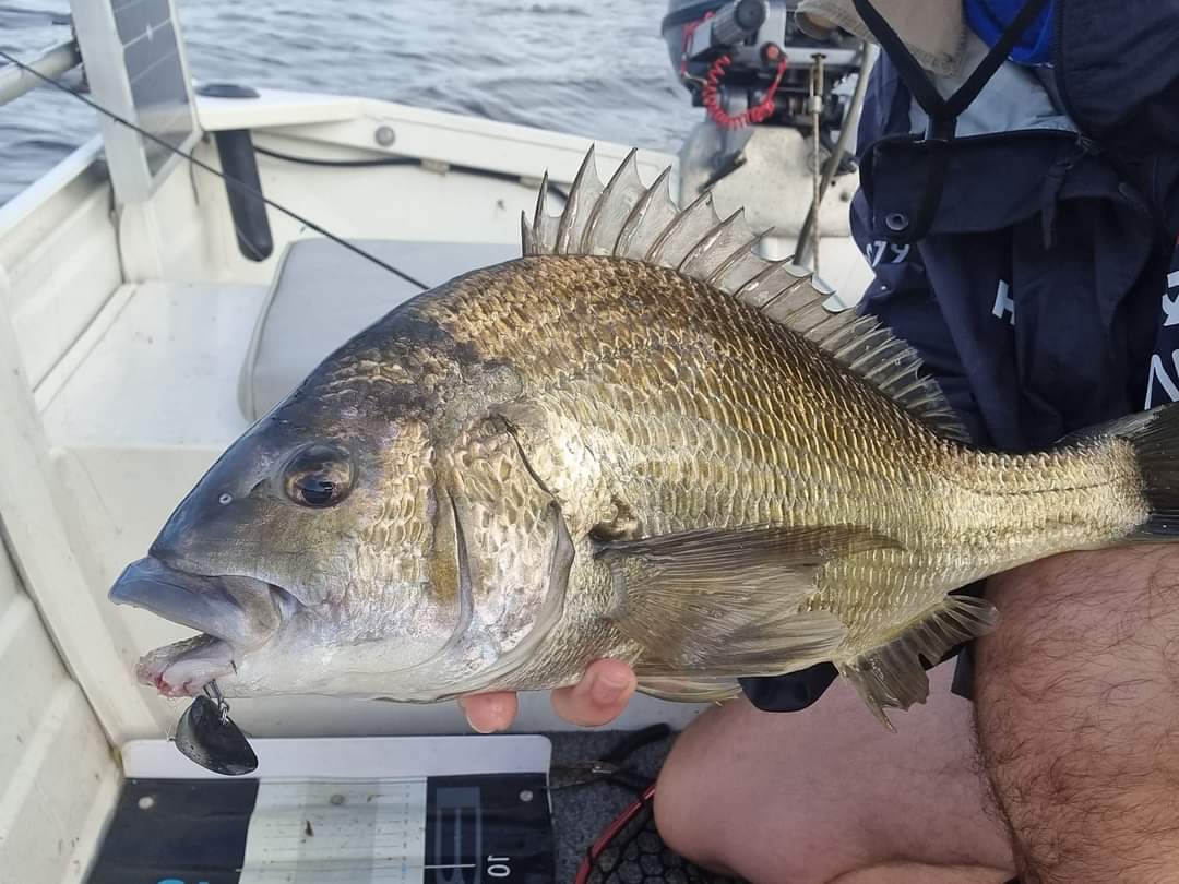 BLUE LIP BAITS MICRO MUSSEL HEAVY 4.4G - REEL 'N' DEAL TACKLE