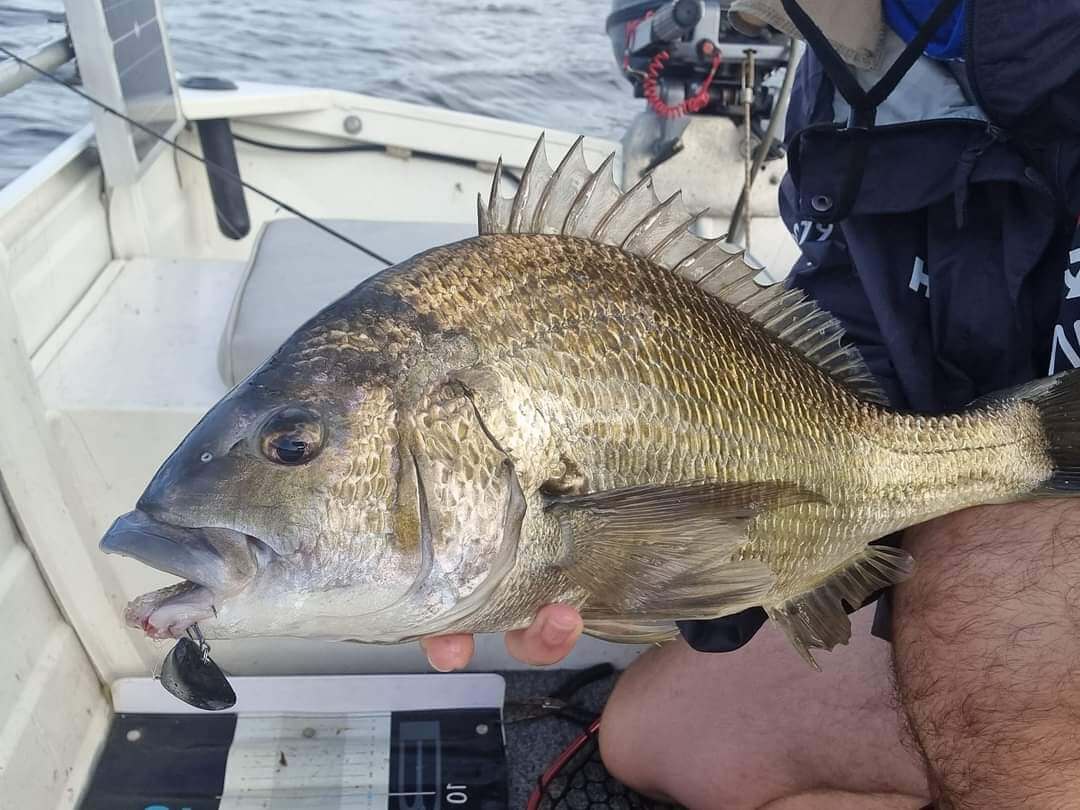 BLUE LIP BAITS MICRO MUSSEL LIGHT 2.9G - REEL 'N' DEAL TACKLE