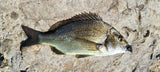BLUE LIP BAITS MICRO MUSSEL HEAVY 4.4G - REEL 'N' DEAL TACKLE