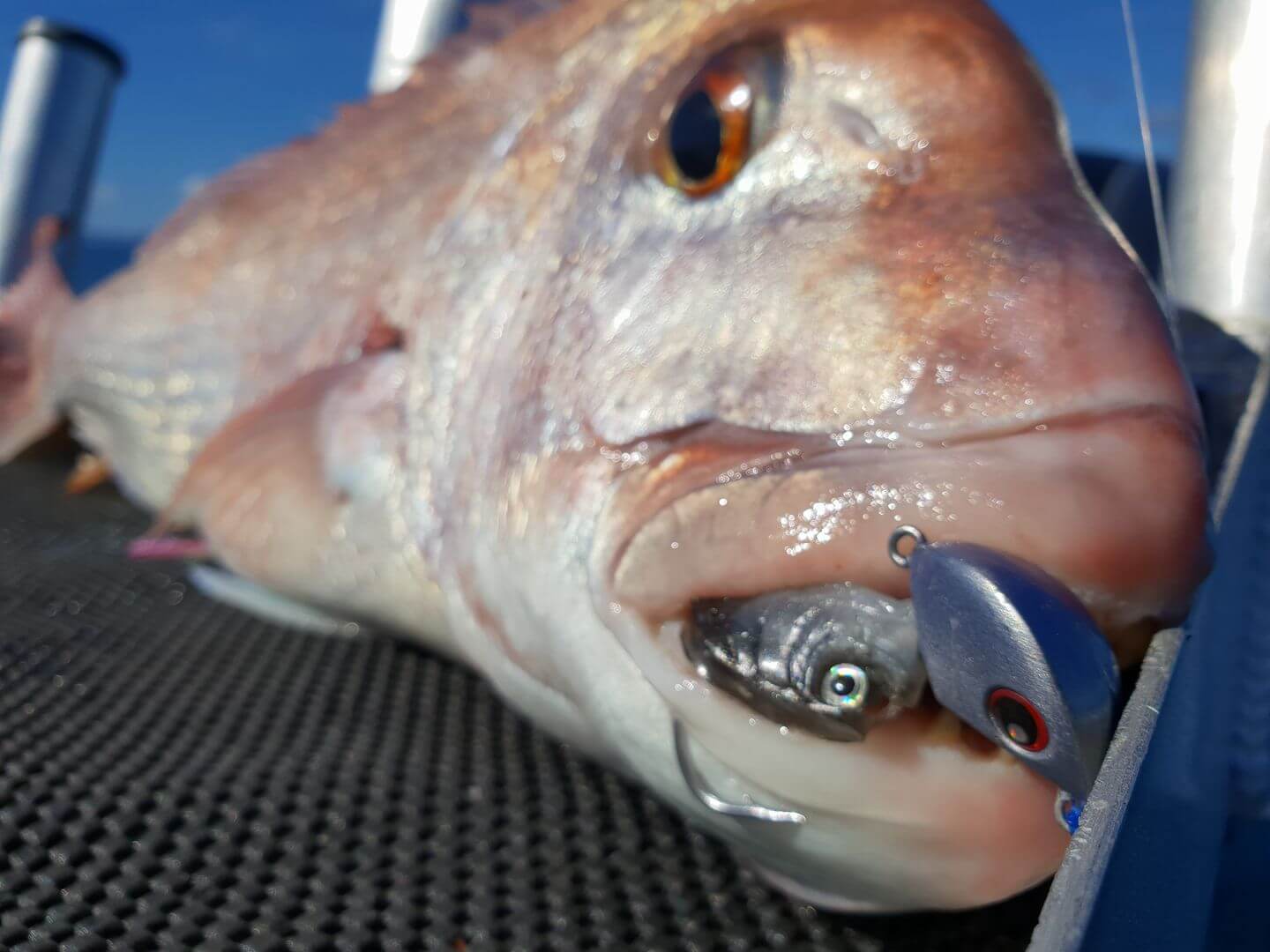 CATCH STINGAZ TENYA JIGHEADS - REEL 'N' DEAL TACKLE