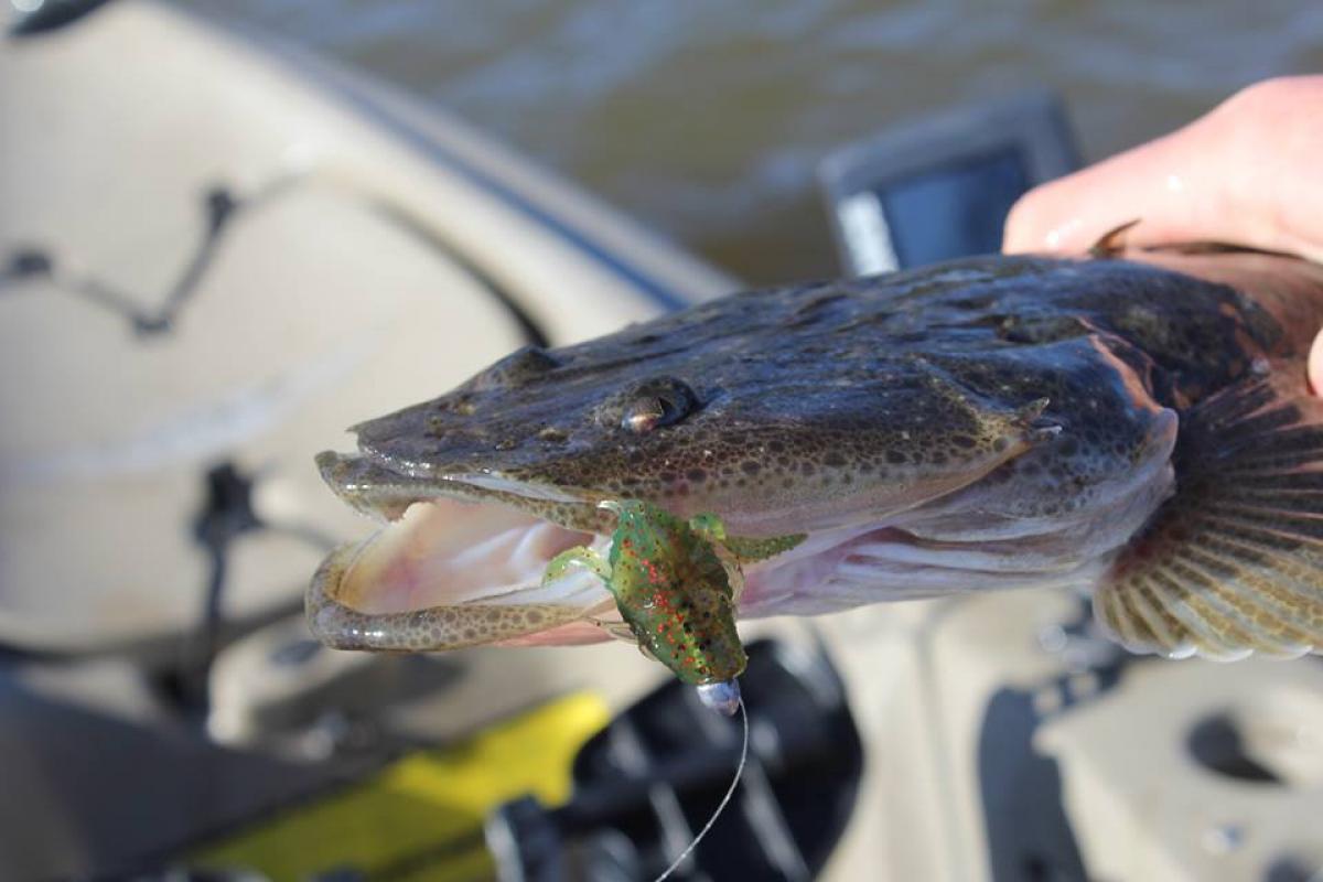 TT LURES HEADLOCKZ FINESSE JIG HEADS - REEL 'N' DEAL TACKLE