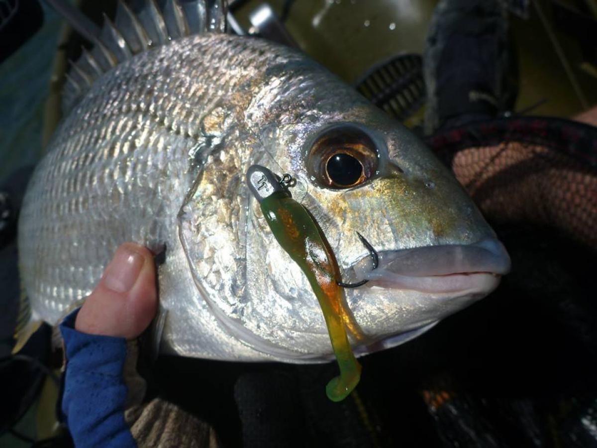 TT LURES HEADLOCKZ FINESSE JIG HEADS - REEL 'N' DEAL TACKLE