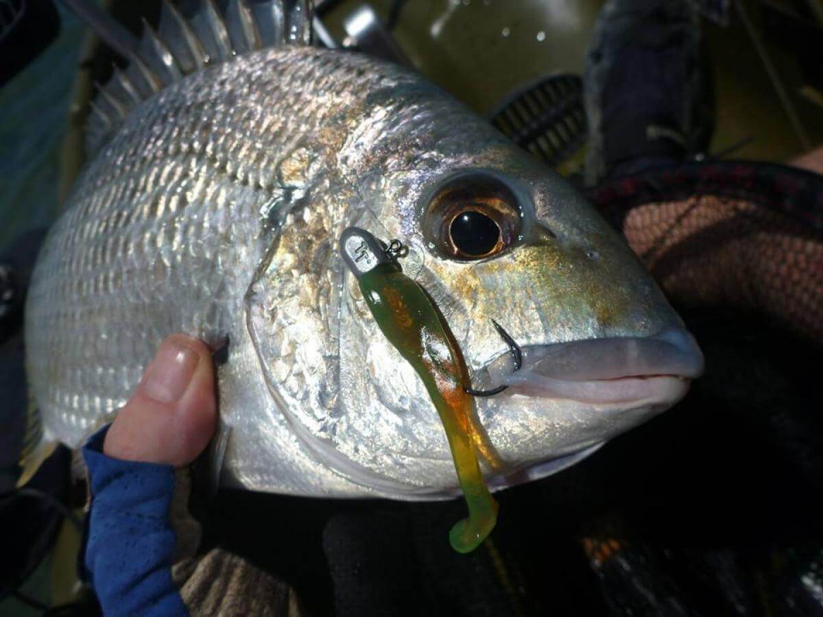 TT LURES HEADLOCKZ FINESSE JIG HEADS - REEL 'N' DEAL TACKLE