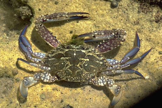 Your guide for catching blue swimmer crabs in South Australia!