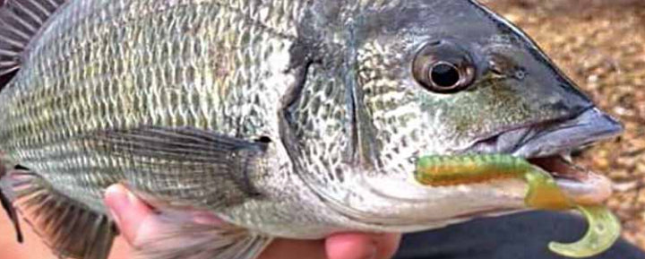 Zman Lures