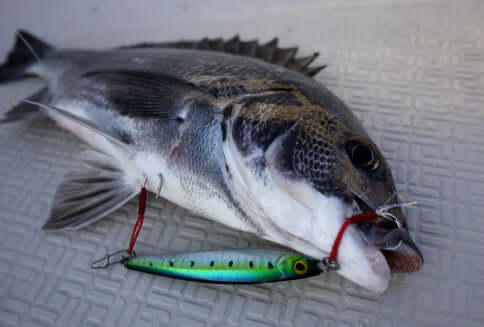 Megabass Métal Jig Makippa 50 Grammes Naufrage Leurre UV Katakuchi Megabass Métal Jig Makippa 50 Grammes Naufrage Leurre UV Katakuchi