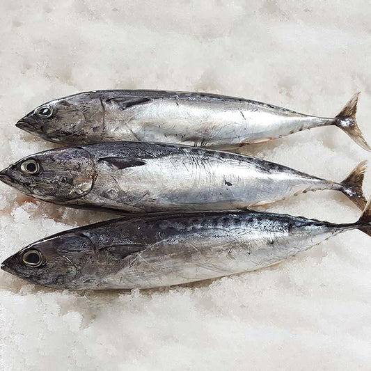 Bonito