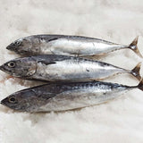 Bonito