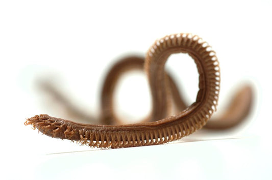 Beach Worms / Bungum Worms (Fresh Frozen)