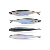 Lure Go Pilchard Soft Plastic Baits 15 cm