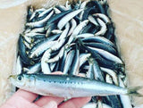 Fresh Pilchards Large 1kg