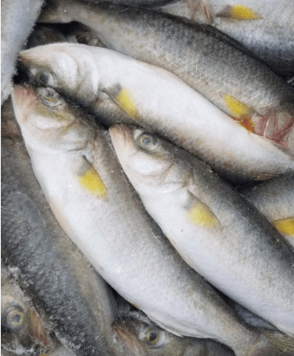 Salmon Trout Pack
