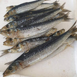 Pilchards Brined