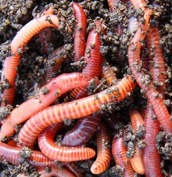 Tiger Worms