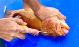 IKIPIK - IKI SPIKE - REEL 'N' DEAL TACKLE