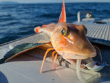 CATCH STINGAZ TENYA JIGHEADS WITH ASSIST HOOK - REEL 'N' DEAL TACKLE